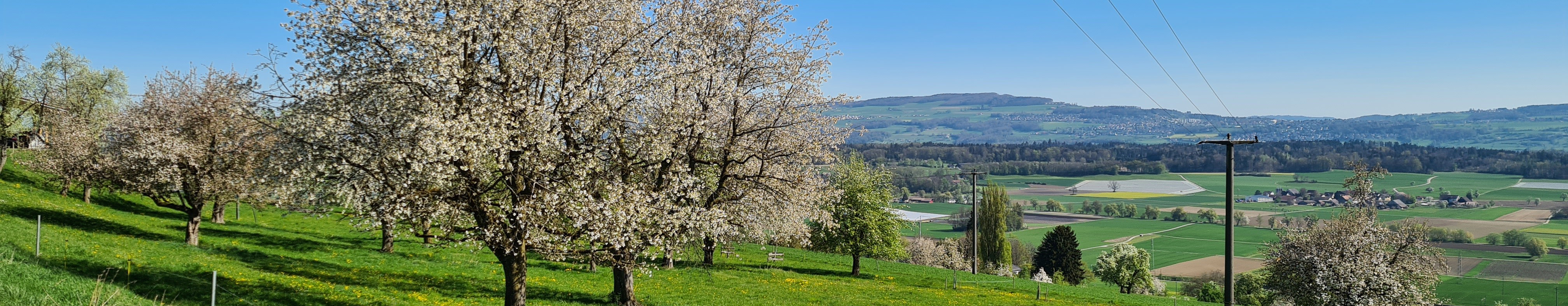 Kallern im Frühling