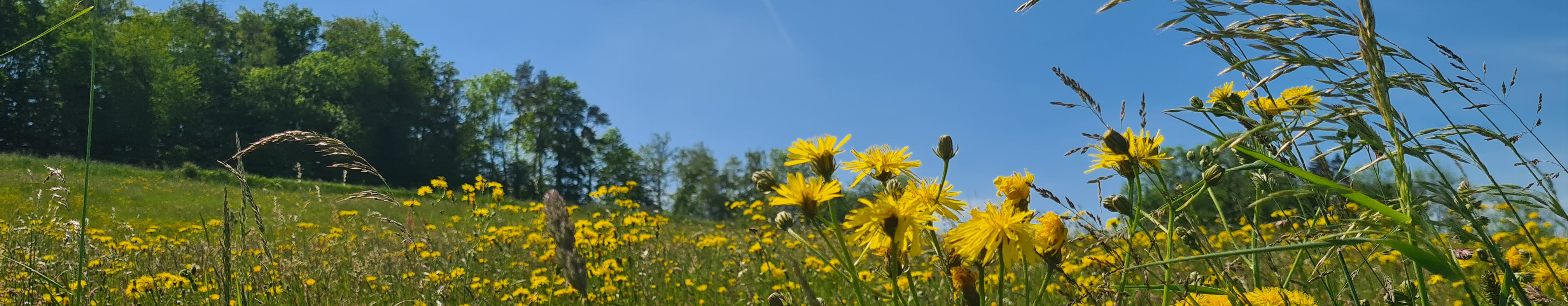 Kallern im Sommer