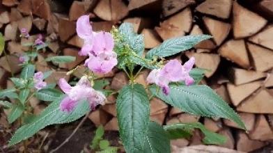 Herbstanlass