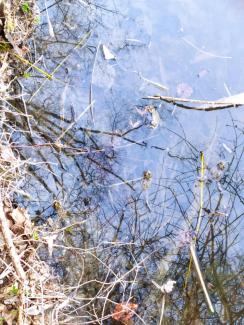 Frösche im Teich