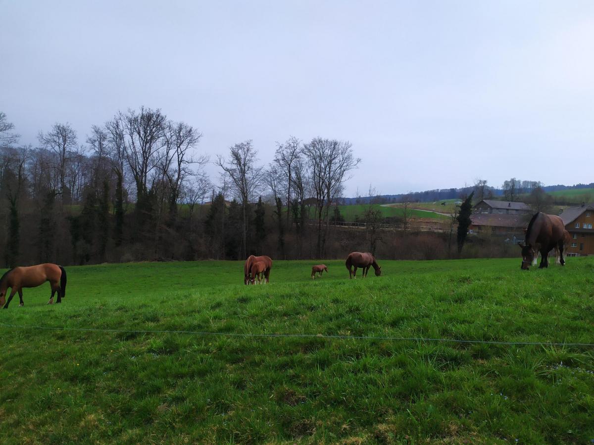 Pferde auf der Weide