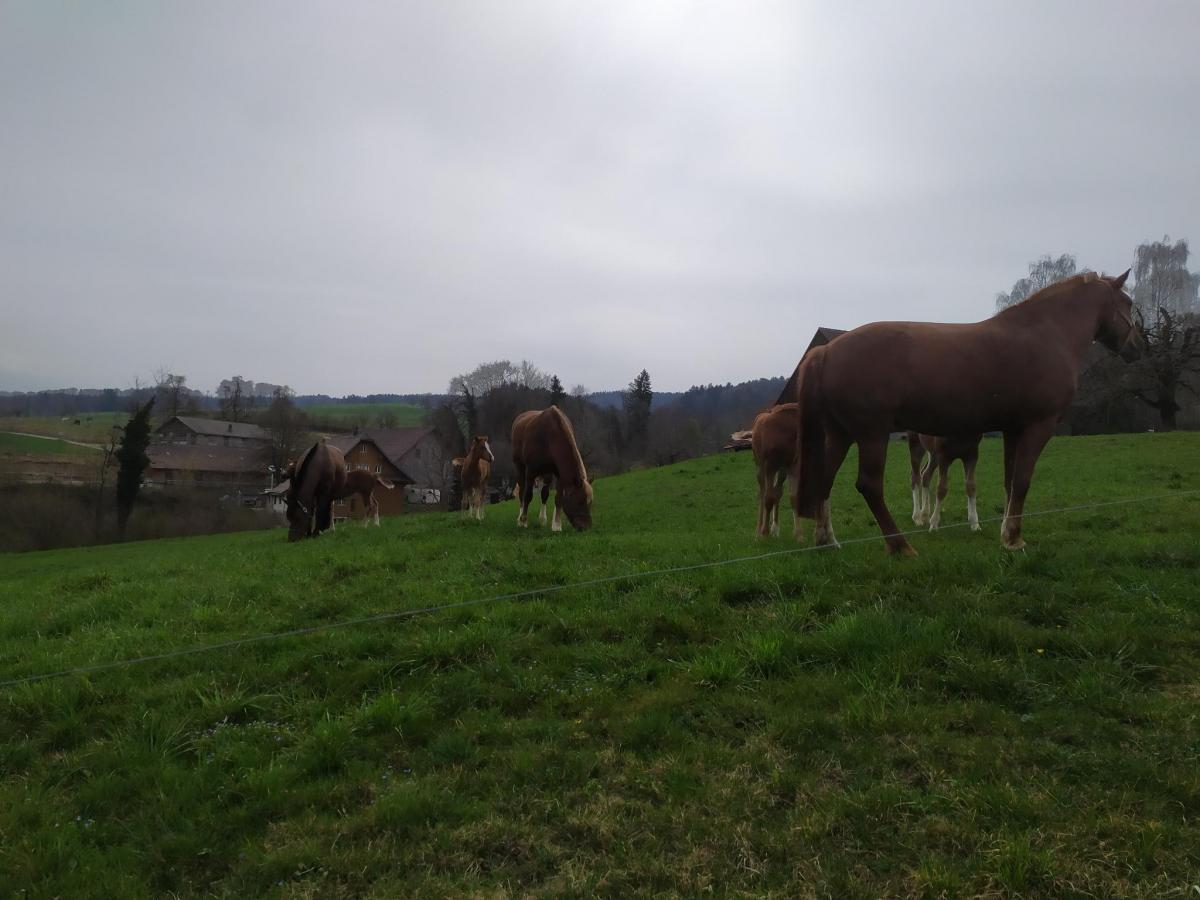Pferde auf der Weide 2